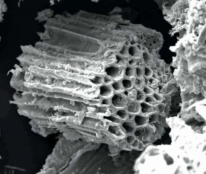 Référence microscopique fournie pour la structure cellulaire du biochar
