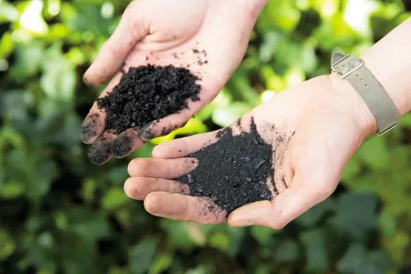 Du biochar dans les mains