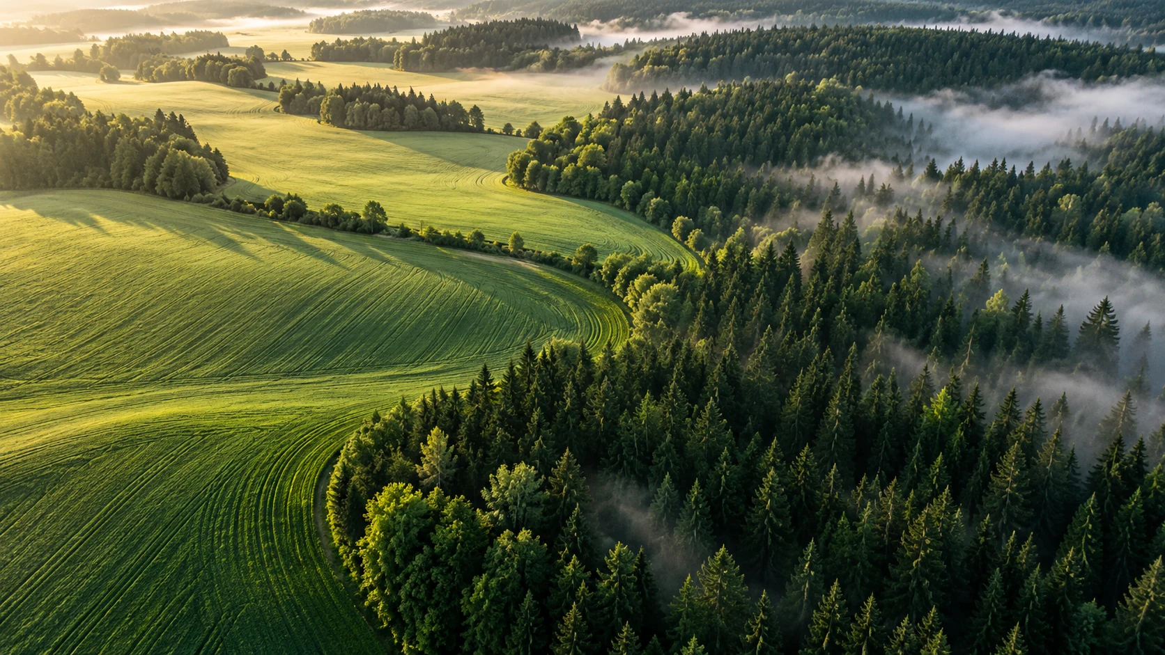 Paysage conceptuel de champs et de forêt